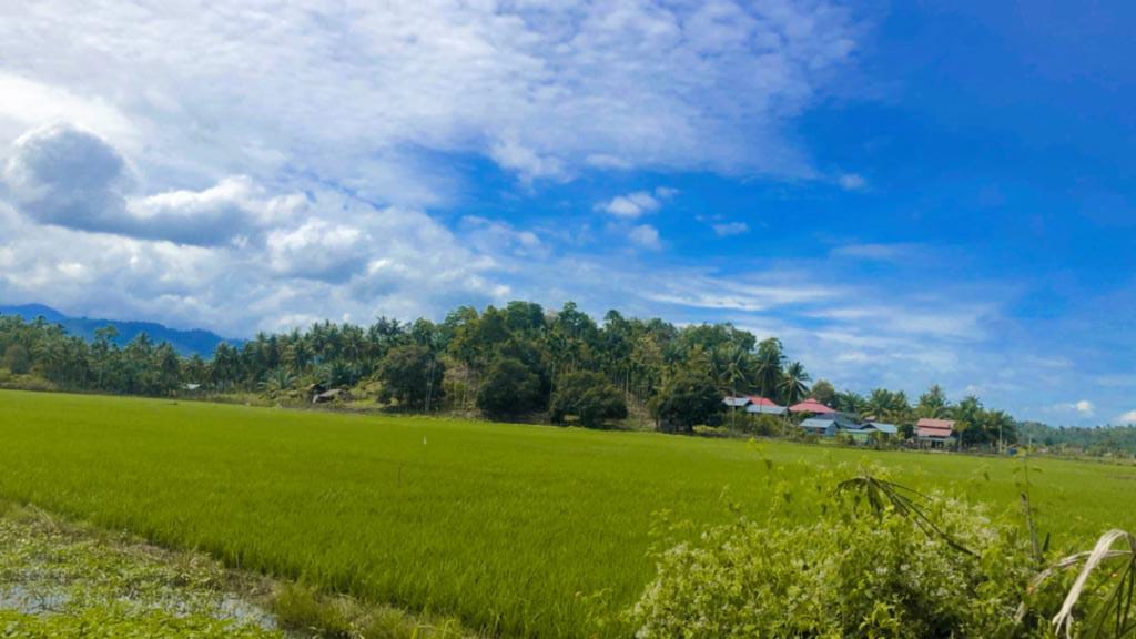 Pertanian merupakan salah satu mata pencaharian terbesar di Desa Matang